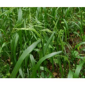 Festuca gigantea - Csenkesz
