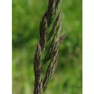 Festuca rubra - Csenkesz