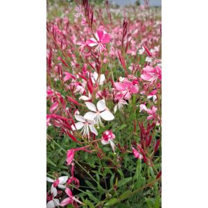 Gaura lindheimeri Siskiyou Pink - Díszgyertya
