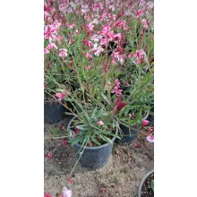 Gaura lindheimeri Siskiyou Pink - Díszgyertya