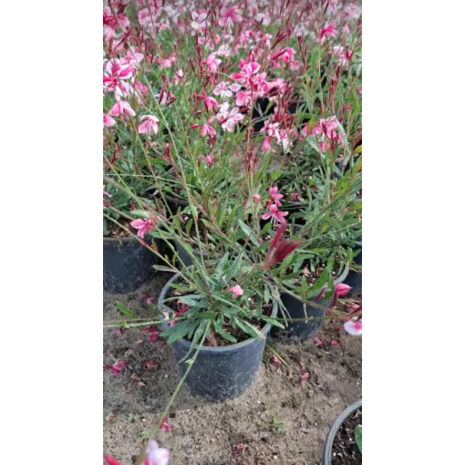 Gaura lindheimeri Siskiyou Pink - Díszgyertya