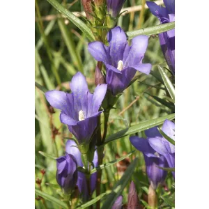 Gentiana pneumonanthe - Tárnics