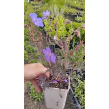 Geranium Femme Fatale - Gólyaorr