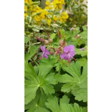 Geranium macrorrhizum Czakor - Gólyaorr