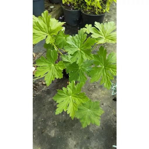 Geranium macrorrhizum Czakor - Gólyaorr