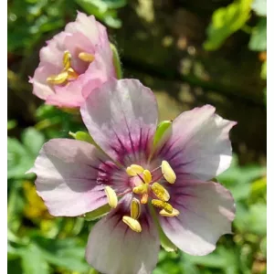 Geranium phaeum Rothburry Cherry - Gólyaorr