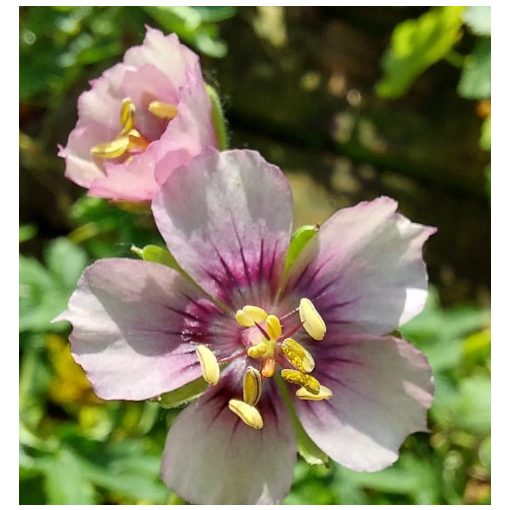 Geranium phaeum Rothburry Cherry - Gólyaorr