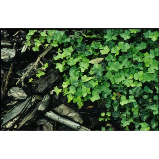 Hedera helix Walthamensis - Borostyán