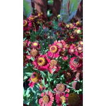 Helenium autumnale Ruby Tuesday - Napfényvirág (mag)