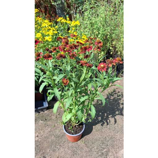 Helenium autumnale Ruby Tuesday - Napfényvirág (mag)