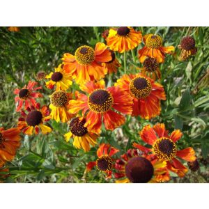 Helenium Sahins Early Flowerer - Napfényvirág