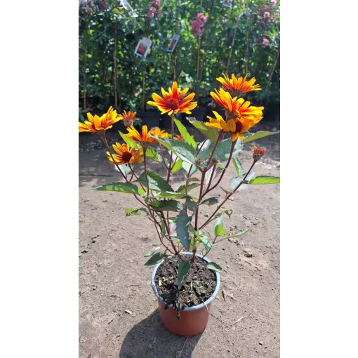 Heliopsis helianthoides Funky Spinner - Érdes napszemvirág