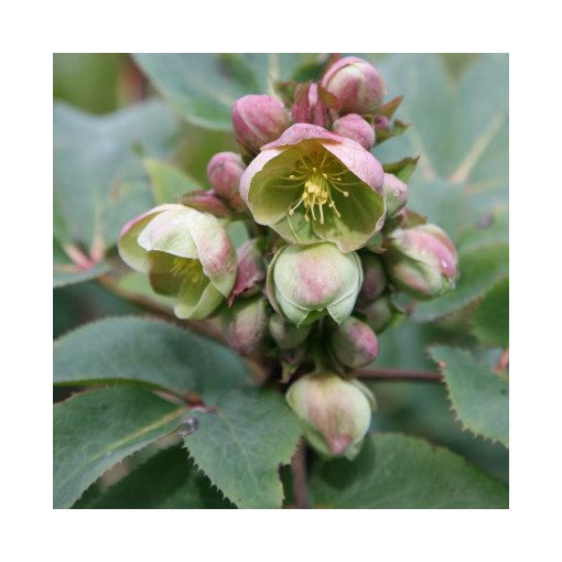 Helleborus sternii - Hunyor