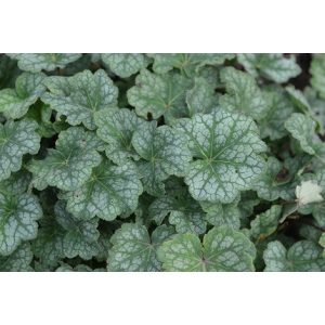 Heuchera americana Dales Strain - Tűzgyöngyvirág