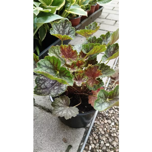 Heuchera Beauty Colour - Tűzgyöngyvirág