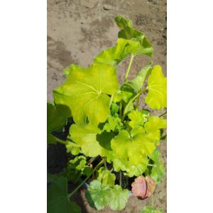 Heuchera Blondie In Lime - Tűzgyöngyvirág