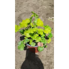 Heuchera Blondie In Lime - Tűzgyöngyvirág