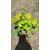 Heuchera Blondie In Lime - Tűzgyöngyvirág
