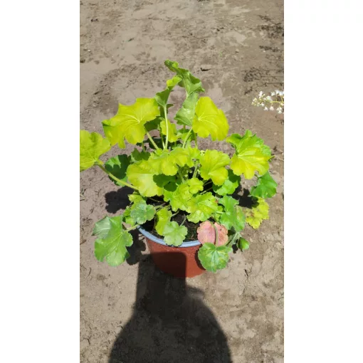 Heuchera Blondie In Lime - Tűzgyöngyvirág