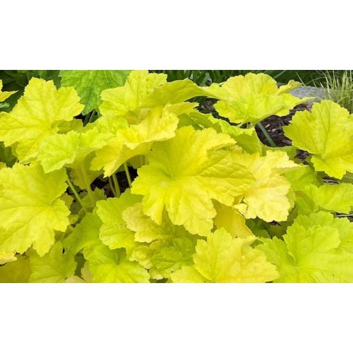 Heuchera Citronelle - Tűzgyöngyvirág