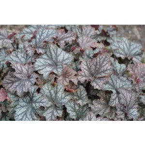 Heuchera Mars - Tűzgyöngyvirág