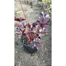 Heuchera Obsidian - Tűzgyöngyvirág