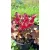 Heuchera Peneloppe - Tűzgyöngyvirág