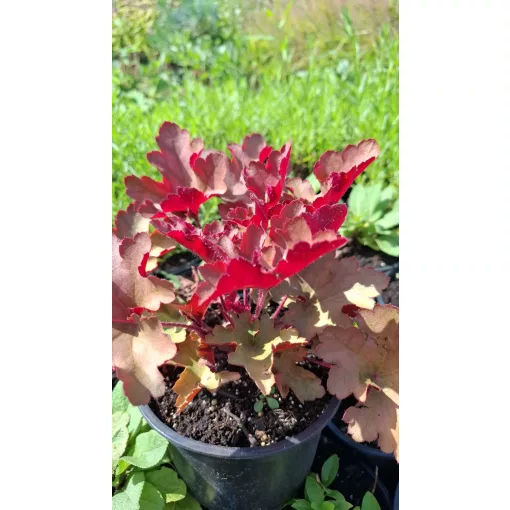 Heuchera Peneloppe - Tűzgyöngyvirág