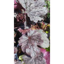 Heuchera Plum Pudding - Tűzgyöngyvirág
