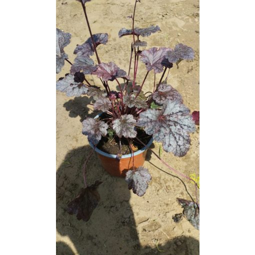Heuchera Plum Pudding - Tűzgyöngyvirág