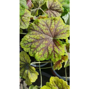 Heuchera Red Lightning - Tűzgyöngyvirág