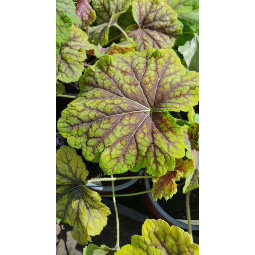 Heuchera Red Lightning - Tűzgyöngyvirág