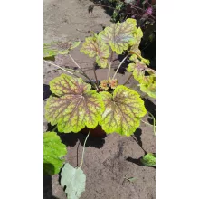 Heuchera Red Lightning - Tűzgyöngyvirág