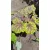 Heuchera Red Lightning - Tűzgyöngyvirág