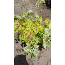 Heucherella Solar Power - Turbáncső