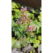 Heucherella Tapestry - Turbáncső