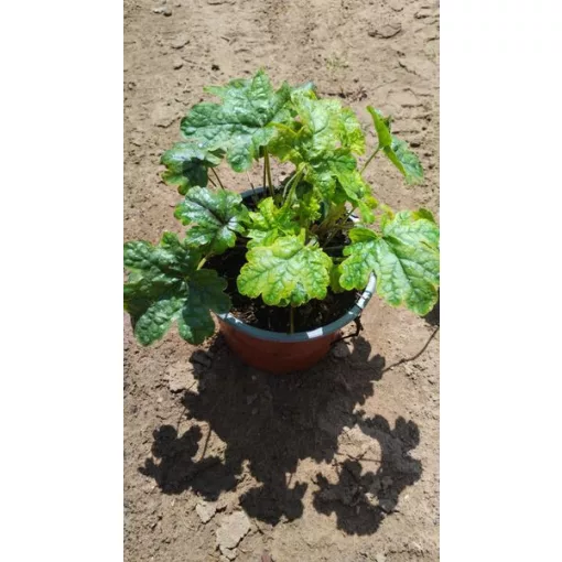 Heucherella Tapestry - Turbáncső