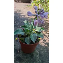 Hosta 'Blue Mouse Ears' - Árnyékliliom