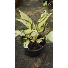 Hosta 'Fire and Ice' - Árnyékliliom