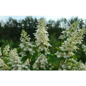 Hydrangea paniculata Kyushu - Bugás hortenzia