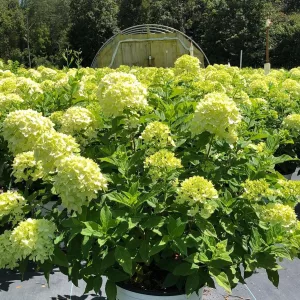 Hydrangea paniculata Little Lime - Bugás hortenzia