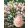Hydrangea paniculata Sunday Fraise - Bugás hortenzia
