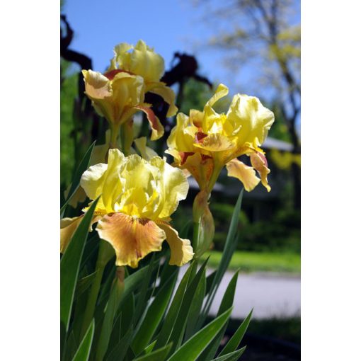 Iris germanica 'Golden Muffin' - Kerti nőszirom