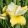 Iris sibirica Yellow - Szibériai írisz