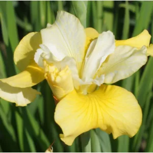 Iris sibirica Yellow - Szibériai írisz
