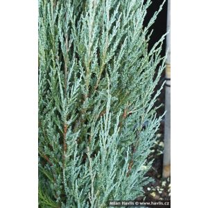 Juniperus scopulorum Blue Arrow - Kék oszlopos boróka