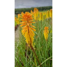 Kniphofia Wrexham Buttercup - Fáklyaliliom