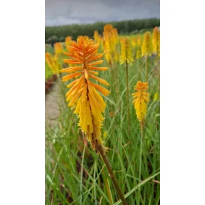 Kniphofia Wrexham Buttercup - Fáklyaliliom
