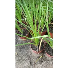 Kniphofia Wrexham Buttercup - Fáklyaliliom