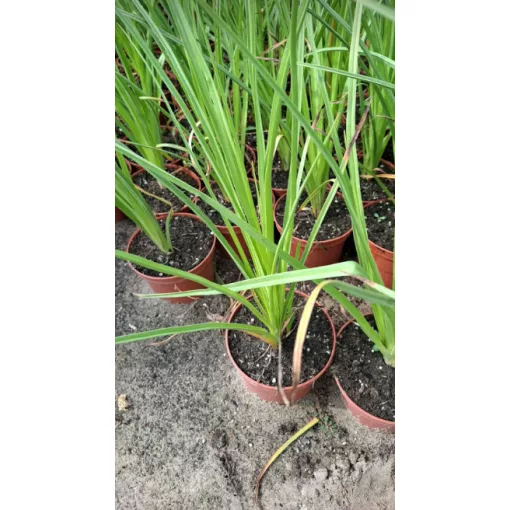 Kniphofia Wrexham Buttercup - Fáklyaliliom
